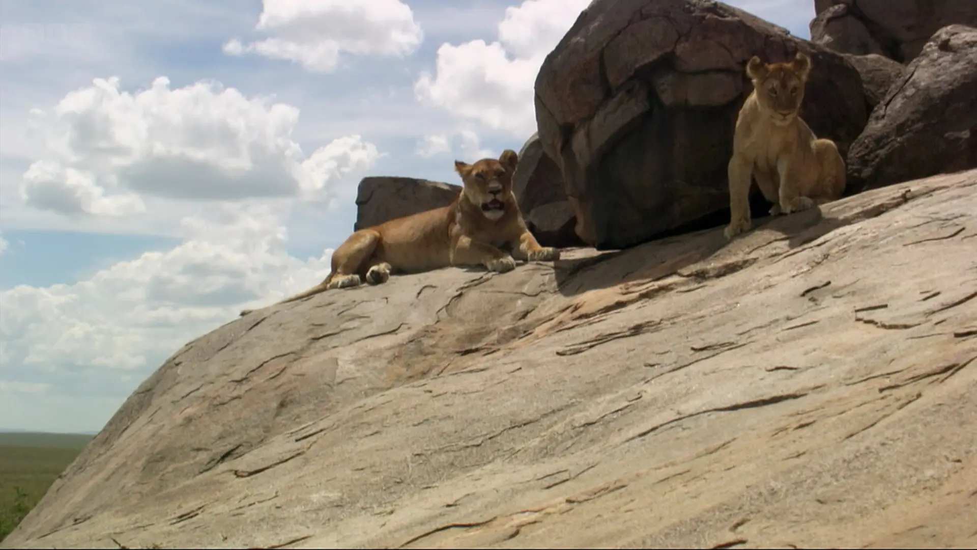 Lion (Panthera leo melanochaita) as shown in Africa - Savannah